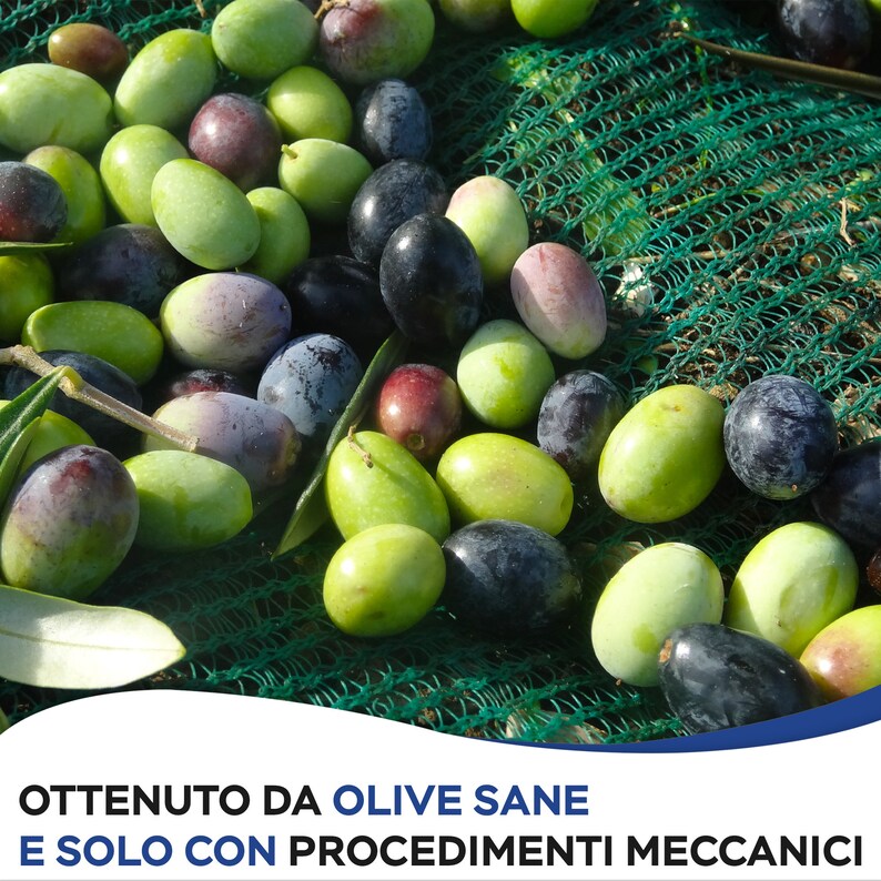 May include: A close-up of a green net filled with olives. The olives are a mix of green, black, and purple. The text "OTTENUTO DA OLIVE SANE E SOLO CON PROCEDIMENTI MECCANICI" is visible at the bottom of the image.