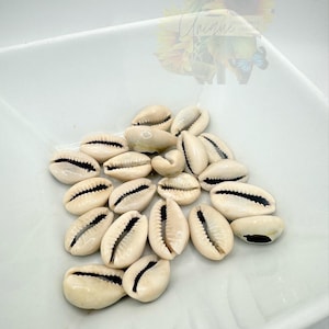 May include: A close-up of a white ceramic dish filled with a collection of white cowrie shells. The shells are smooth and have a natural shine.