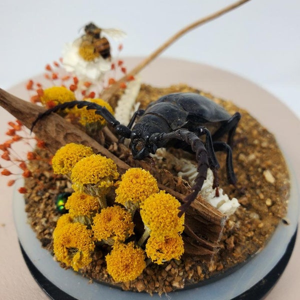 Desert Micro-Environment featuring a Devils Claw seed pod, a rat spinal column, and a HUGE Palo Verde beetle!