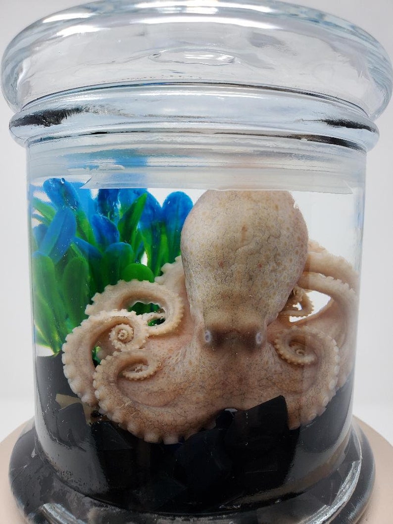Desktop Octopus Aquarium Preserved Octopus in Glass Jar With Acrylic