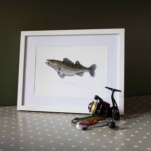 Zander (Sander Lucioperca) Illustration, hand drawn, high-quality print, A4. decorative picture, fishing angler gift