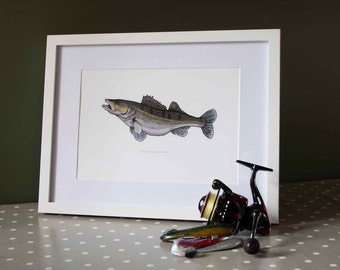 Zander (Sander Lucioperca) Illustration, hand drawn, high-quality print, A4. decorative picture, fishing angler gift