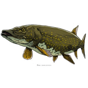 Pike Esox Lucius Illustration, hand drawn, high-quality print, A4. decorative picture, fishing angler gift image 2