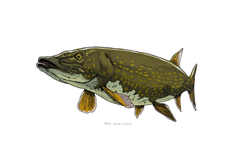 Pike Esox Lucius Illustration, hand drawn, high-quality print, A4. decorative picture, fishing angler gift image 2