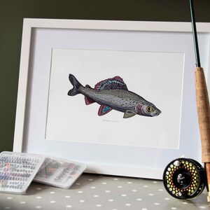 Äsche (Thymallus) Illustration, handgezeichnet, hochwertiger Druck, A4. dekoratives Bild, Angeln Angler Geschenk