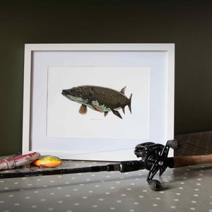 Pike Esox Lucius Illustration, hand drawn, high-quality print, A4. decorative picture, fishing angler gift image 1