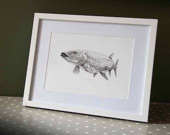 Pike (Esox Lucius) Black and White Illustration, hand drawn, high-quality print, A4. decorative picture, fishing angler gift