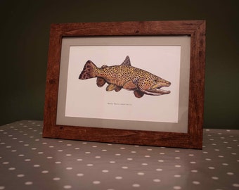 Brown Trout illustration, hand drawn, high-quality print, A4. Decorative picture, fishing angler gift