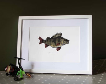 Perch (Perca Fluviatilis) Illustration, hand drawn, high-quality print, A4. decorative picture, fishing angler gift