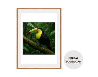 Jungle Jewel – Tukan von Costa Rica Wall Art Print