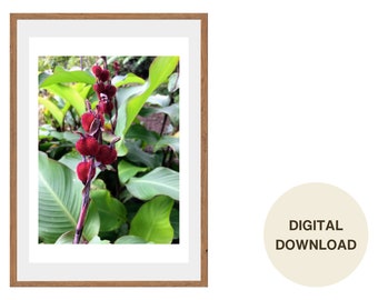 Costa Rica Canna Lilie Blumen Fotografie: Inspirierende Wandkunst Digitaler Download
