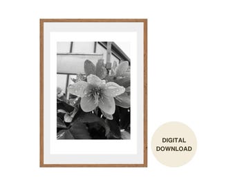 Flowers with Water Droplets Photography Wall Art Digital Download