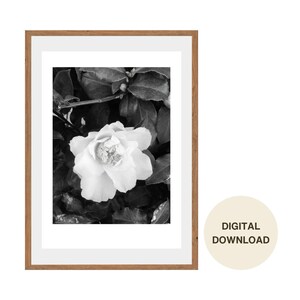 White Camellia Flower Photography Wall Art Digital Download