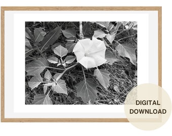 Moonflower Flower 5 in Sycamore Grove Photography Black and White: For Mother’s Day Wall Art Digital Download