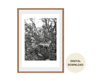 Manzanita Flowers Photography Wall Art Digital Download