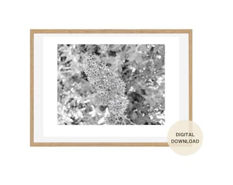 Ceanothus Blumen Fotografie Wandkunst Digital Download