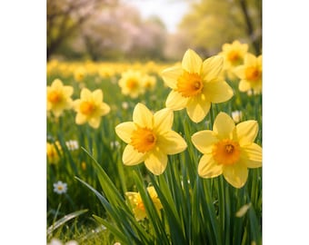 Yellow Spring Daffodils