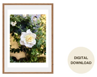 Costa Rica Weiße Rose Blumen Fotografie: Inspirierende Wandkunst Digital Download