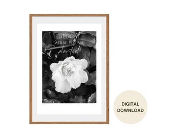 Weiße Kamelie Fotografie mit Text Blüte, wo du gepflanzt bist Wandkunst Digitaler Download