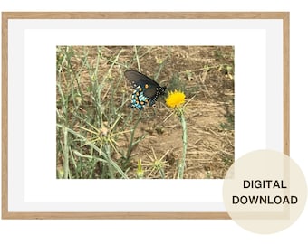 Butterfly on Yellow Flower in Sycamore Grove Photography: For Mother’s Day Wall Art Digital Download