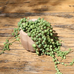 Peut inclure: Une plante succulente en forme de chapelet de perles vertes dans un pot brun clair sur une surface en bois.