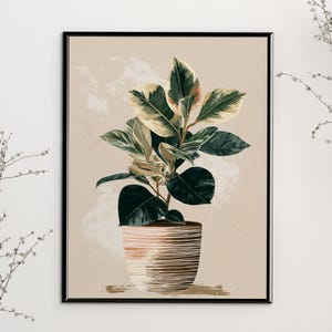 May include: A framed botanical print of a Ficus elastica plant, or rubber plant. The plant has large, variegated leaves in green, cream, and pink. The plant is in a brown and white striped pot against a beige background, ideal for home decor.