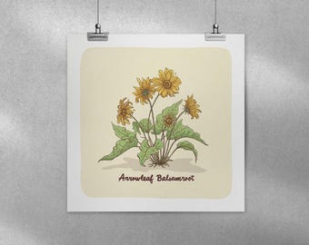 Arrowleaf Balsamroot Illustrated 8x8 Digital Print / Spokane Icons Series / Spokane, Washington