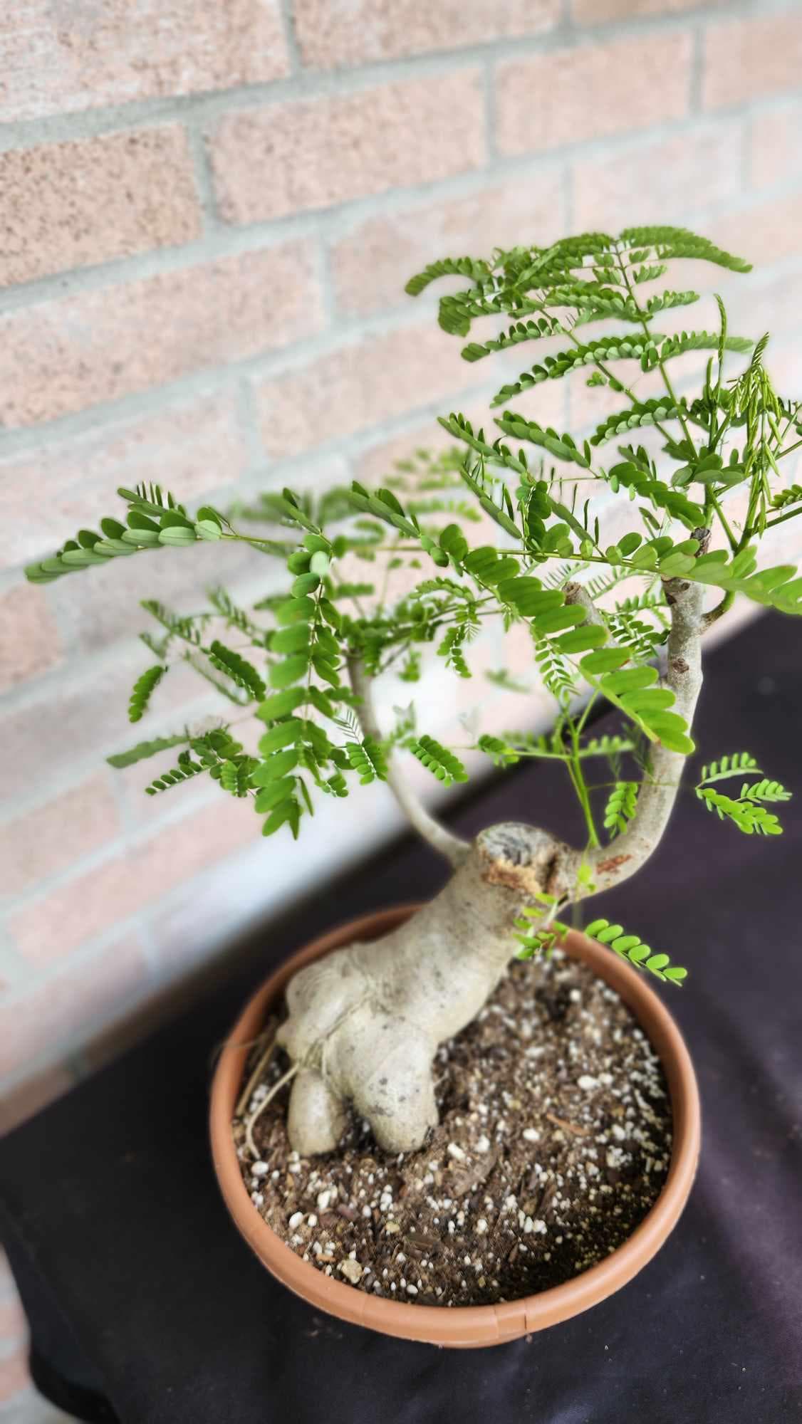 Royal Poinciana Bonsai, Flowering Tropical Bonsai, Pre-bonsai, Delonix Regia  - Etsy
