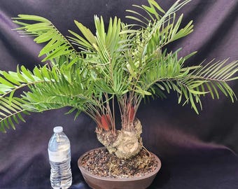 塊根植物・コーデックス Zamia floridana 277 Zamia floridana – Seedlink
