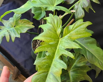 Mottled Dragon Philodendron- large, mature plant in 8in pot