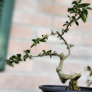 barbados cherry pre-bonsai, flowering, fragrant, bonsai