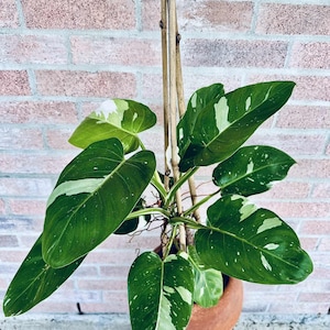 White Wizard philodendron- variegated houseplant