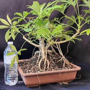 Schefflera Bonsai - Etsy