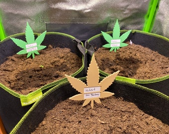Evidenziatori per piante di cannabis: targhette con nome per piante di marijuana