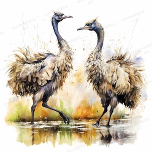 Clipart émeu aquarelle, animaux d'Australie, fabrication de cartes, créations en papier, téléchargement numérique, oeuvre d'art imprimable, art mural, téléchargement immédiat, PNG