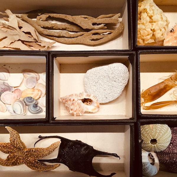 Removable storage organizer, art storage, vintage storage rack, naturalist collection, collectible item