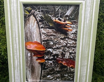 May include: A framed photograph of orange mushrooms growing on a tree trunk in a woodland setting.