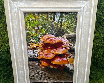 May include: A framed photograph of a cluster of orange and brown mushrooms growing on a tree trunk in a woodland setting.