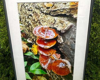 May include: A framed photograph of a cluster of orange and brown mushrooms growing on a tree trunk. The mushrooms are stacked on top of each other, with the largest one at the bottom. The background is a blurry image of green leaves and brown bark.