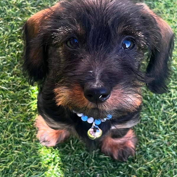 Tiny pet collar, silicone dog collar necklace, cute & trendy dog collar, beaded dog collar, customised tiny puppy collar, puppy necklace