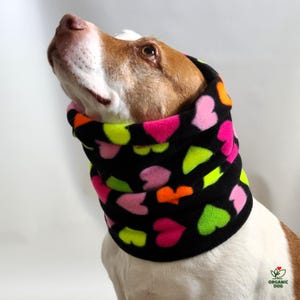 May include: A brown and white dog wearing a black fleece neck warmer with a colorful heart pattern. The hearts are pink, green, and orange.