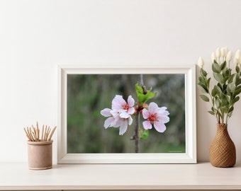 デジタルダウンロード写真、ピンクの花