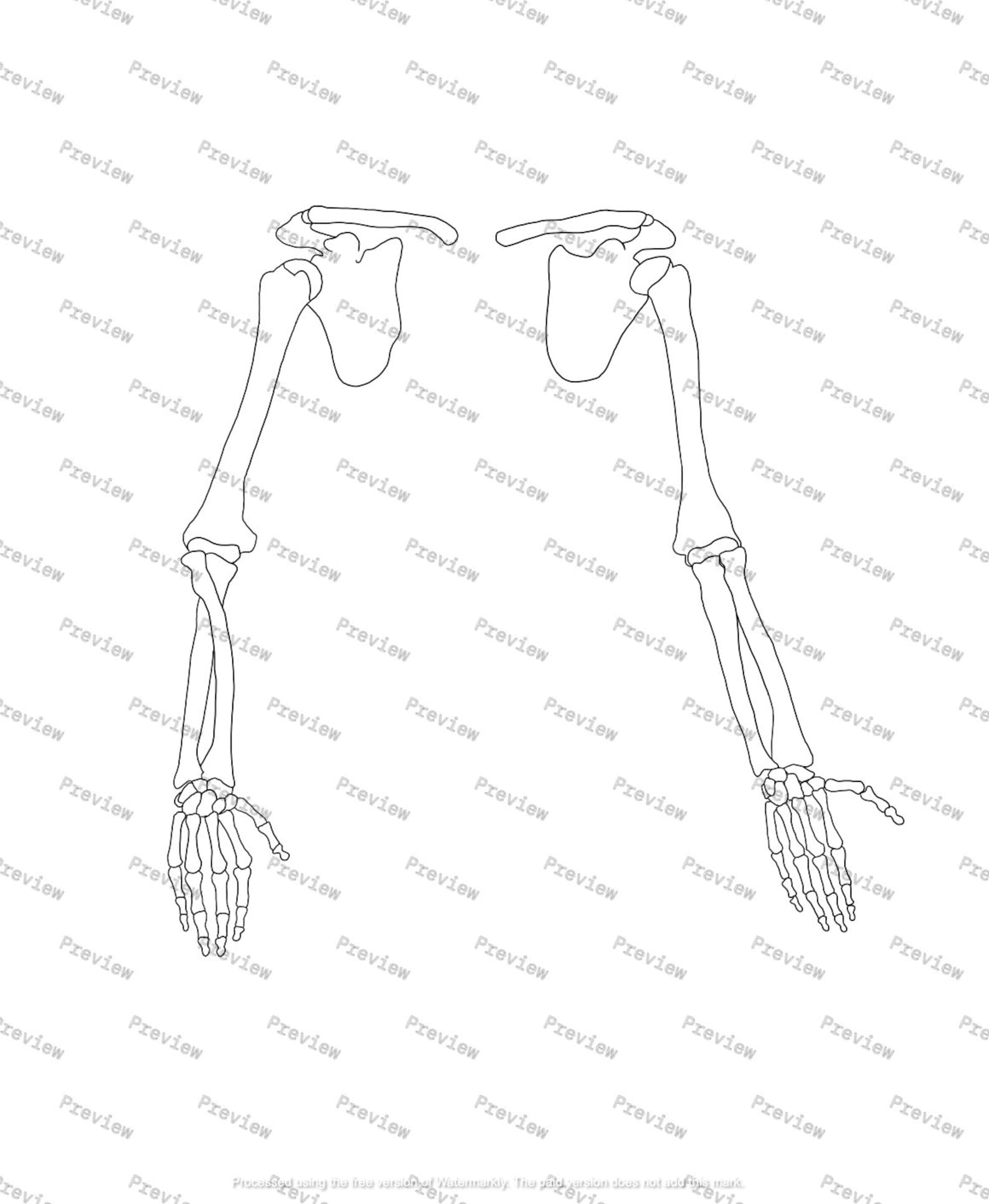 Upper Skeletal System Anatomy Drawing — Black and White — Digital ...
