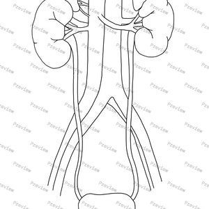 Urinary system anatomy drawing — Black and White — digital download