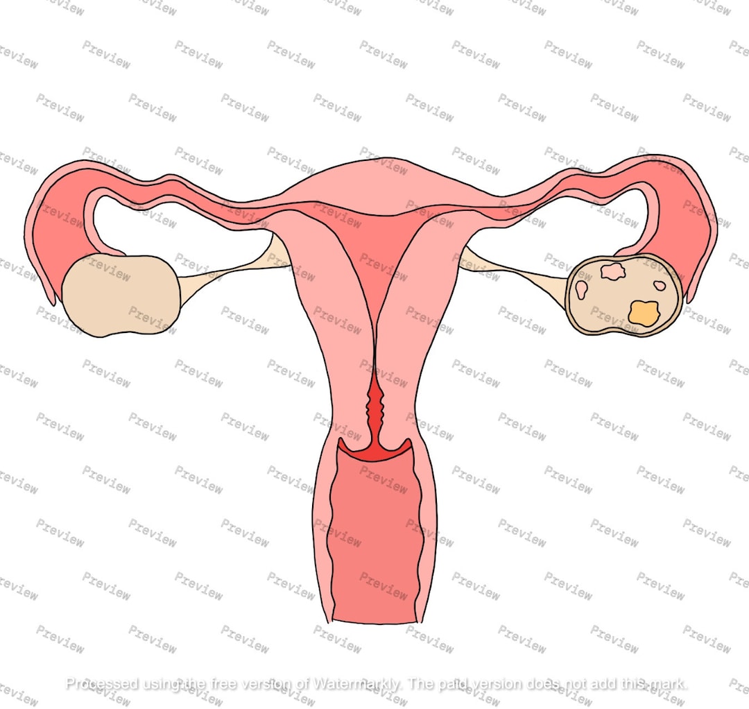 Female Reproductive System Anatomy Drawing — Colored — Digital Download ...