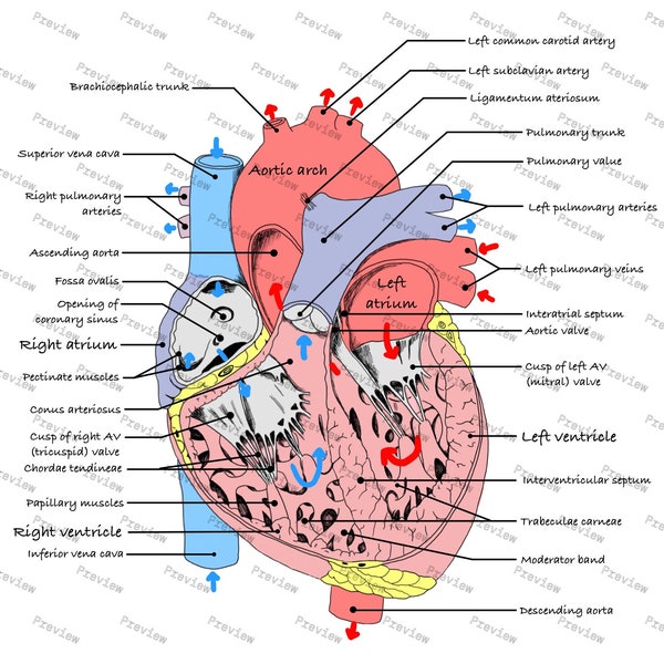 Human heart anatomy drawing — colored and labeled — digital download
