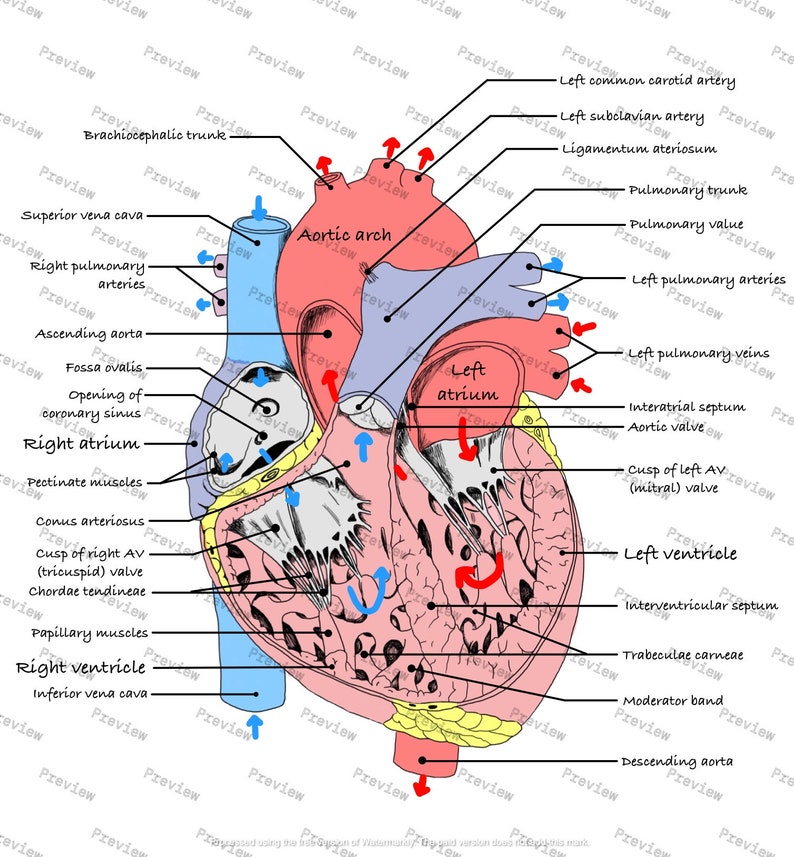 Human heart anatomy drawing colored and labeled digital download etsy