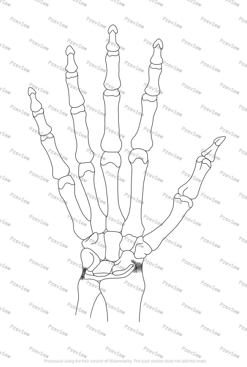 Upper Skeletal System Anatomy Drawing — Black and White — Digital ...