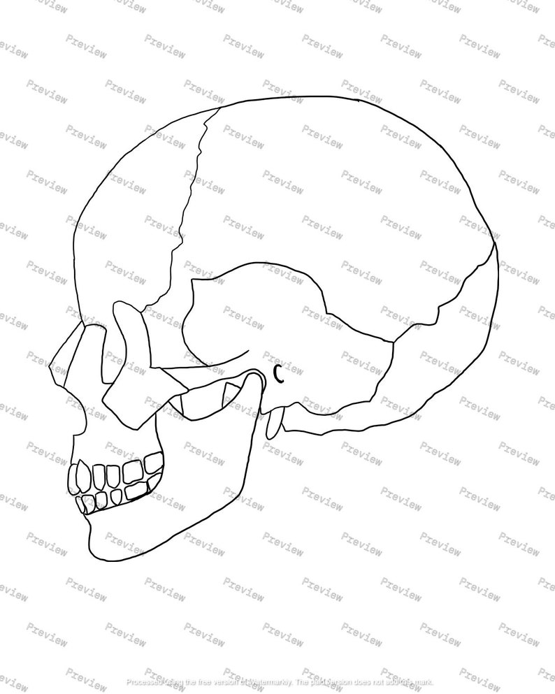 Upper Skeletal System Anatomy Drawing — Black and White — Digital ...