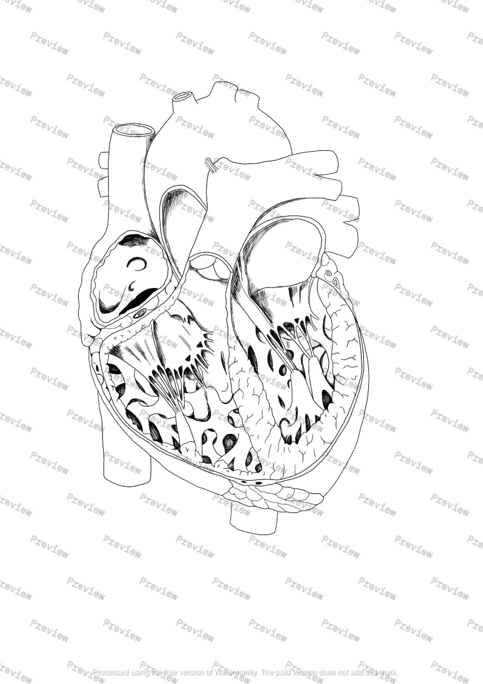 Human Heart Anatomy Drawing — Black and White — Digital Download - Etsy